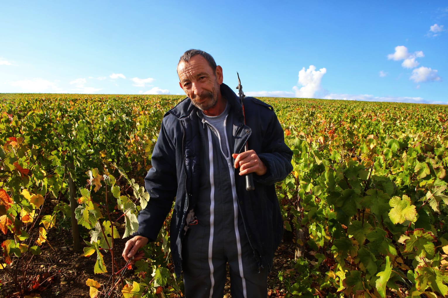 Champagne vineyards 2 - Credit David Silverman DPSimages
