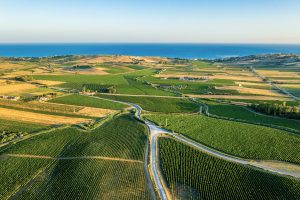 Aerial shot of the vineyards near Menfi in southwestern Sicily, Italy