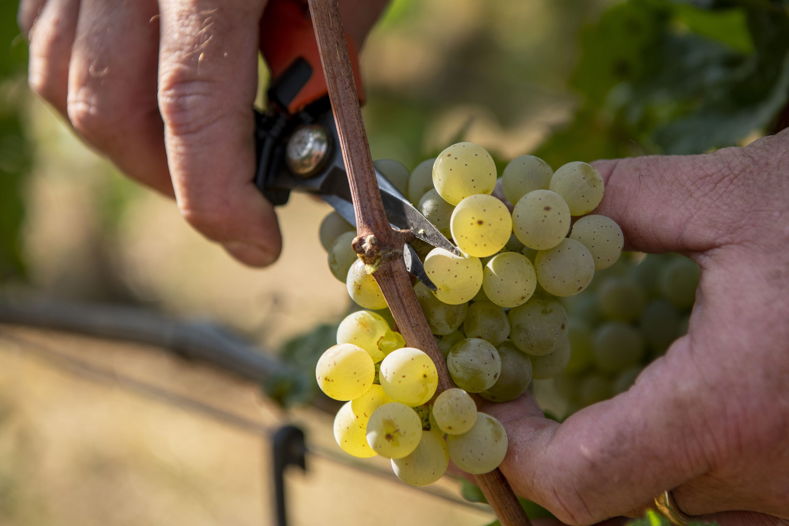 Morning in the vineyard