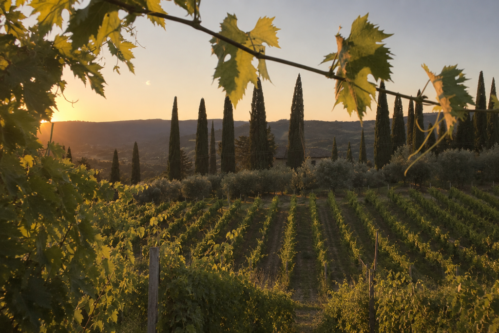Vineyard in Montalcino, Tuscany, at golden hour