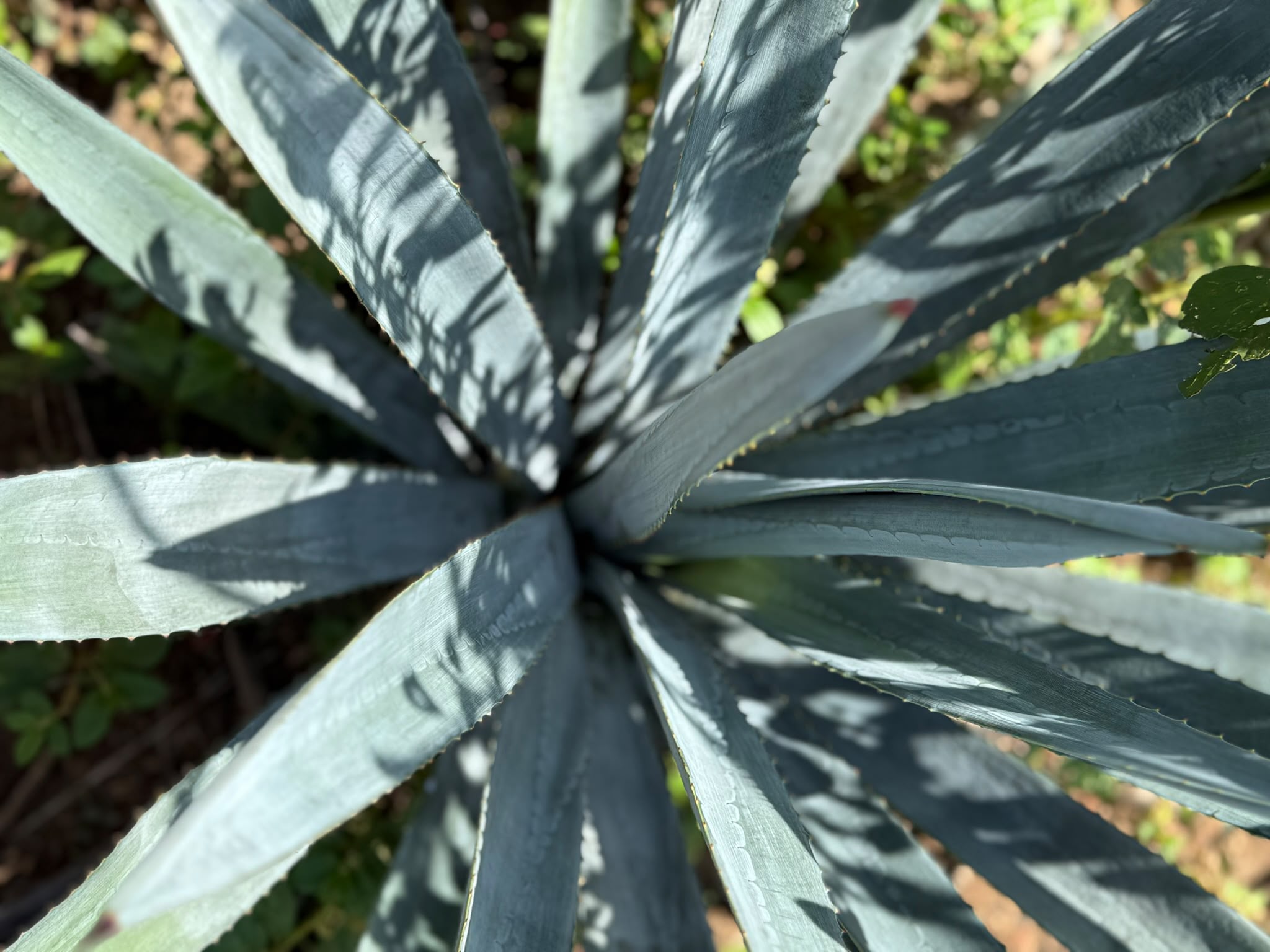 Blue agave rolling out to the extinct Tequila volcano from the mirador