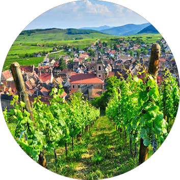 A grower estate on the Montagne de Reims