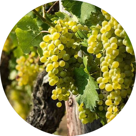 The first Vidiano of the day in a mountain-village cellar