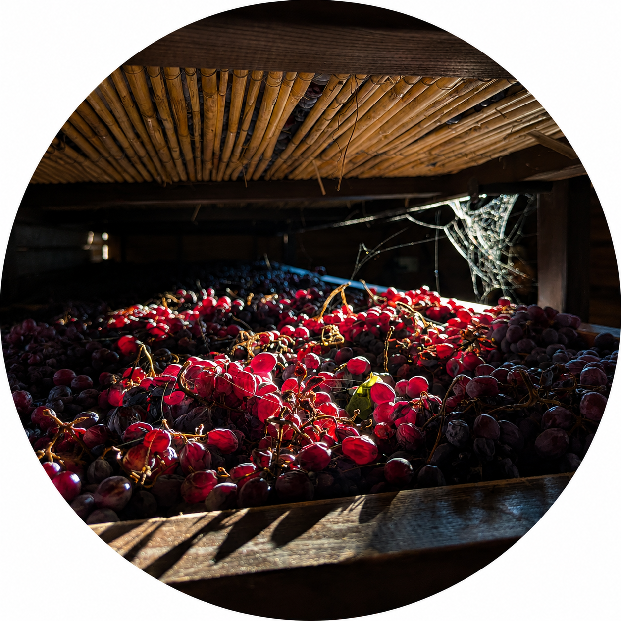 Corvina grapes drying for Amarone in a loft