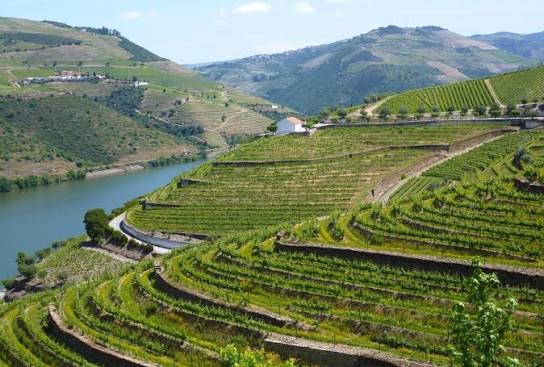 A grower on the black llicorella slate terraces of Priorat among old Garnacha vines