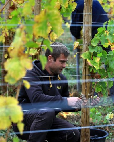 Credit David Silverman - Alsace Harvest 17