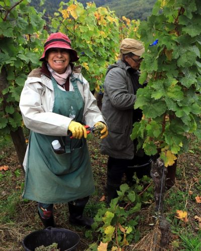 Alsace Harvest Credit David Silverman