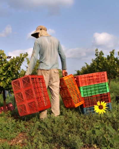 Israel - Vortman - Semillon Old Vines Harvest - Zikhron Yaakov. Credit: David Silverman