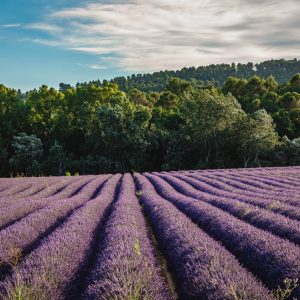 Lavender-and-lavandin-Copyright-The-Explorers-scaled.jpg