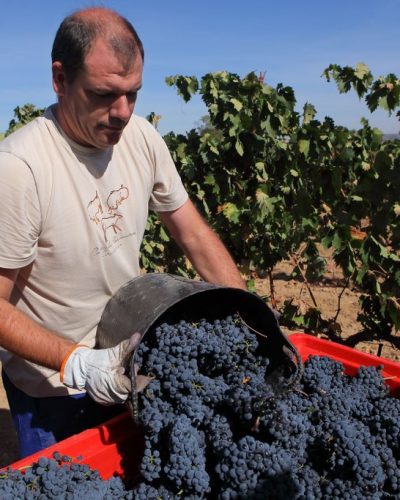 Ribera del Duero - Harvest