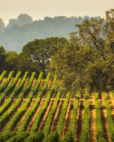 Panorama of a Vineyard with Oak Tree., Sonoma County, California, USA