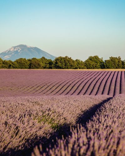 © Valentin Pacaut / The Explorers

2020, agriculture, champs, expedition, France, lavande, lavandiculteur, producteur, Region, Sud, The Explorers, Valensole, Valentin Pacaut