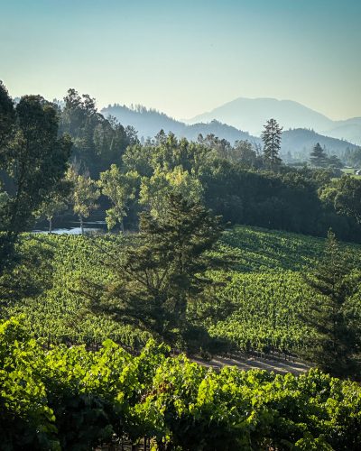 Vines 2