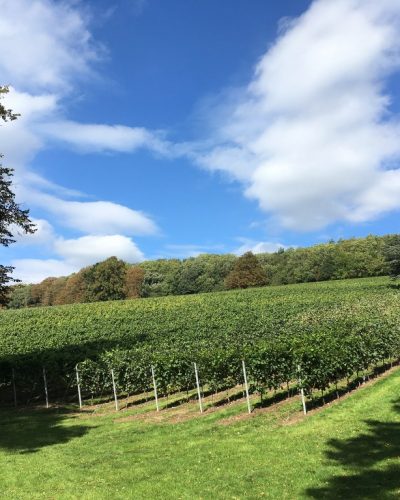 english vineyard summer copy_1024x768