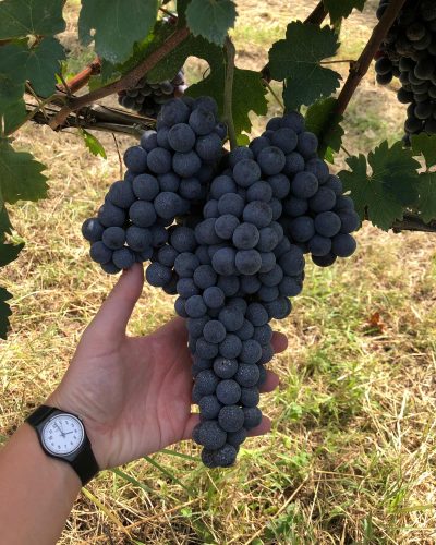 grape