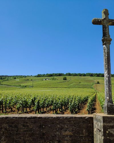 vineyard - Bourgogne