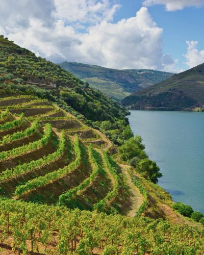 Vineyards in the Valley of the River Douro, Portugal